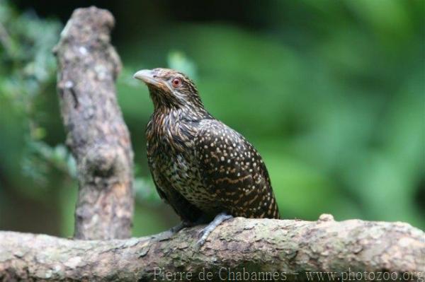 Western koel *