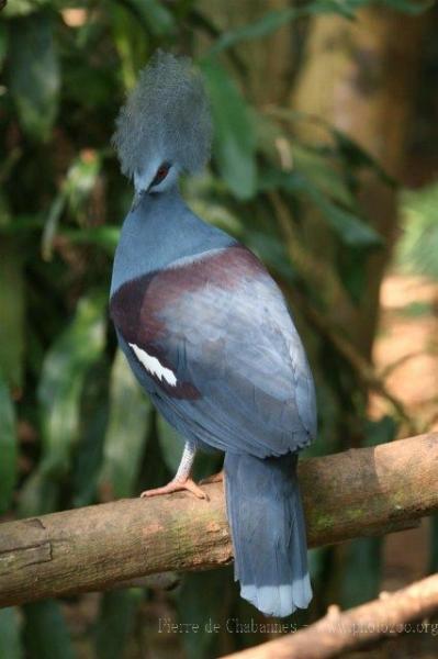 Western crowned-pigeon