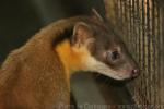 Yellow-throated marten