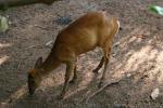 Indian barking-deer