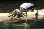 Yellow-billed stork