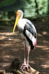 Painted stork