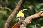 Black-naped oriole