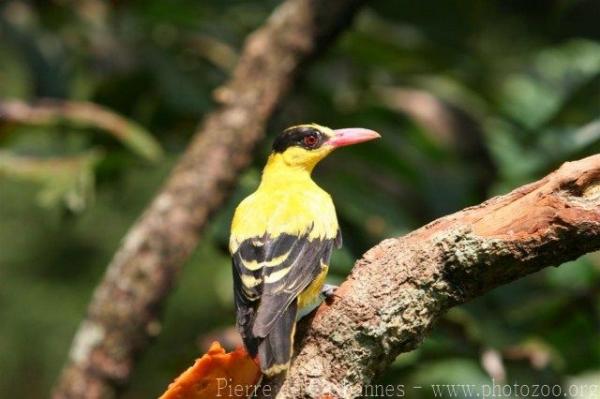 Black-naped oriole