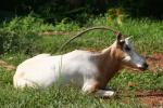 Scimitar-horned oryx