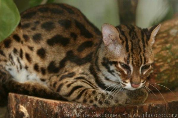 Mainland leopard-cat