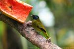 Black-headed bulbul