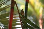 Olive-winged bulbul