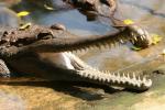 Malayan gharial