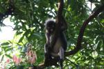 Dusky leaf-monkey