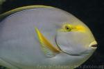 Yellowfin surgeonfish