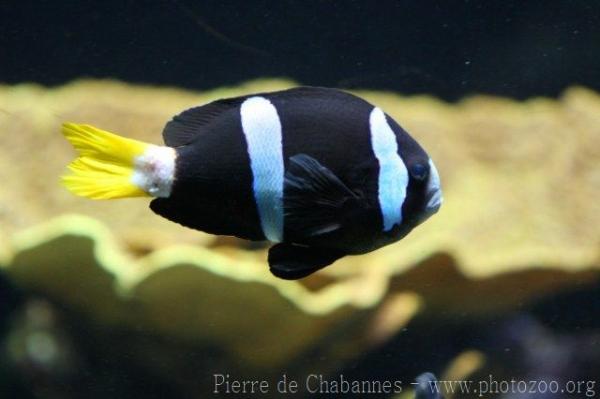 Yellowtail clownfish