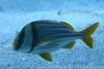 Porkfish