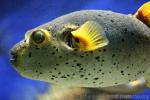 Blackspotted puffer