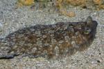 Wide-eyed flounder