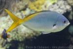 Redbelly yellowtail fusilier