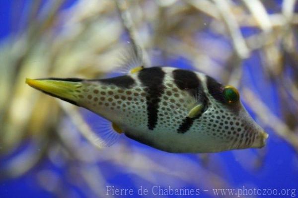 Valentin's sharpnose puffer