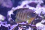 Blacktail angelfish