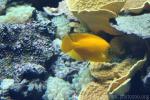 Yellow angelfish