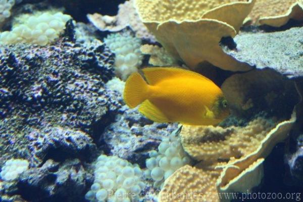 Yellow angelfish