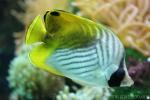 Threadfin butterflyfish