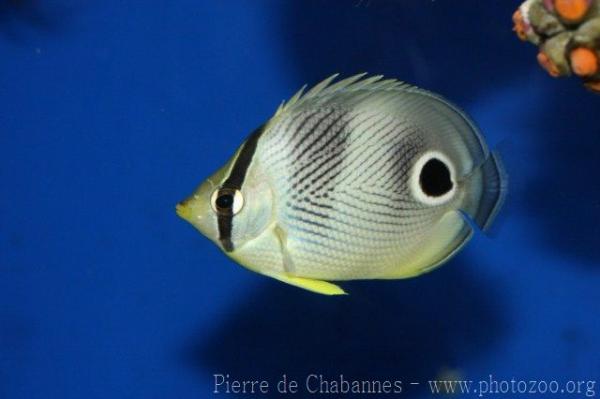 Foureye butterflyfish