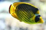 Diagonal butterflyfish