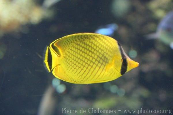 Latticed butterflyfish