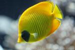 Bluecheek butterflyfish