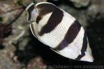 Banded butterflyfish