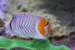 Pearlscale butterflyfish