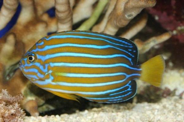 Bluestriped angelfish