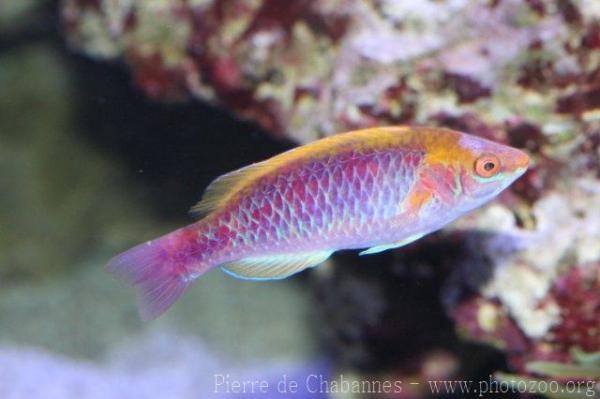 Lubbock's wrasse