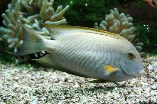 Striated surgeonfish