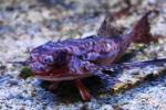 Flying gurnard