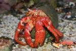 Large hermit crab