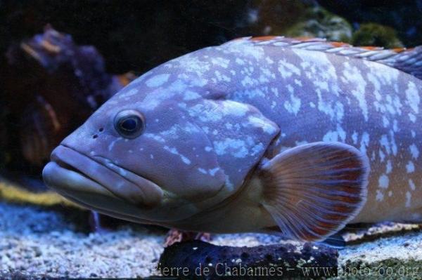 Dusky grouper