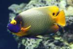 Yellowface angelfish