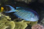 Blackedged angelfish