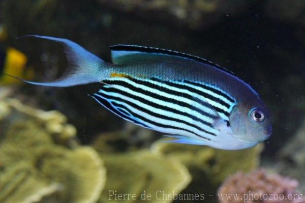 Blackedged angelfish