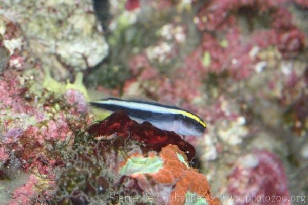 Sharknose goby