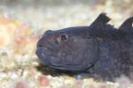 Black goby