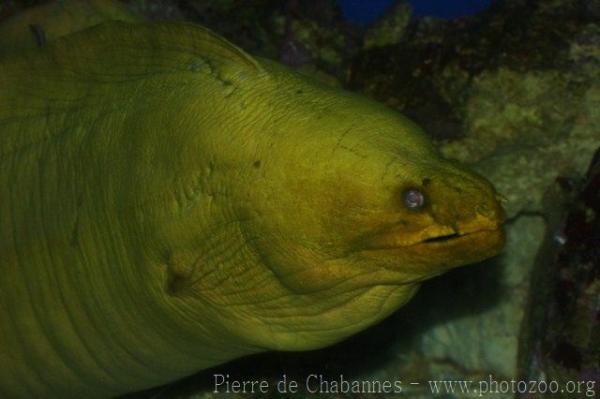 Green moray