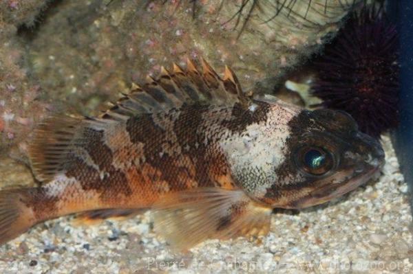 Blackbelly rosefish