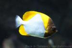 Pyramid butterflyfish