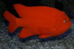 Garibaldi damselfish