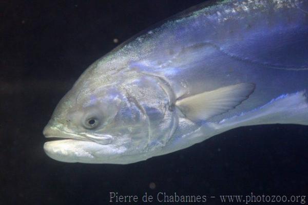 Leerfish