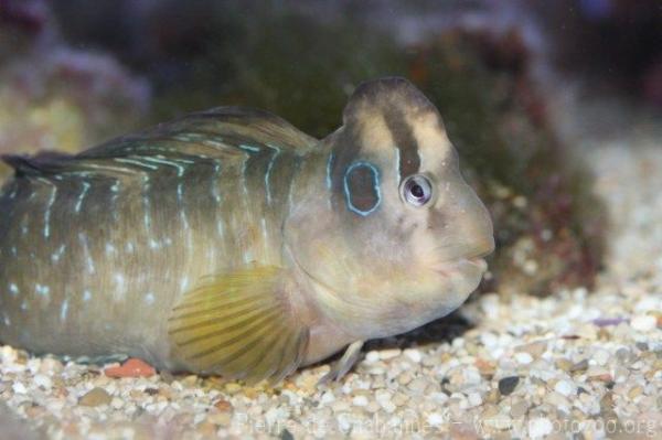 Peacock blenny