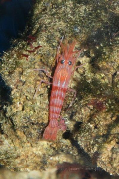 Monaco shrimp