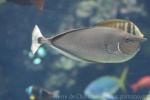 Spotted unicornfish